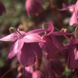Semiaquilegia Ecalcarata