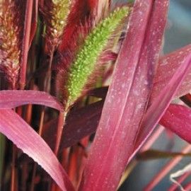 Setaria Macrostachya 'Will Scarlet'