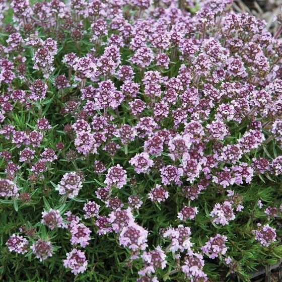 Spicy Orange Creeping Thyme