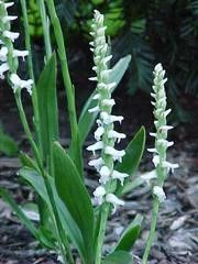 Spiranthes Odorata