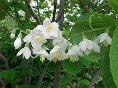 Styrax Obassia