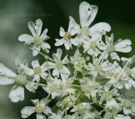 Sweet Cicely, Myrrhis Odorata
