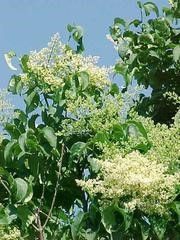 Syringa Reticulata 'Ivory Silk'