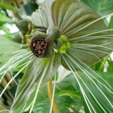 Tacca Chantrieri 'Green Isle'