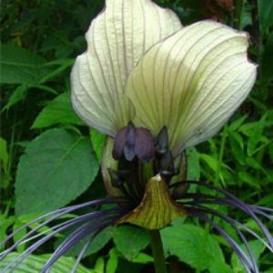 Tacca Integrifolia