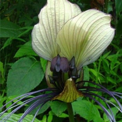Tacca Integrifolia