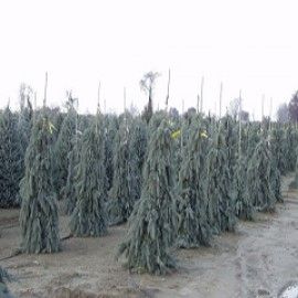 The Blues Weeping Colorado Spruce