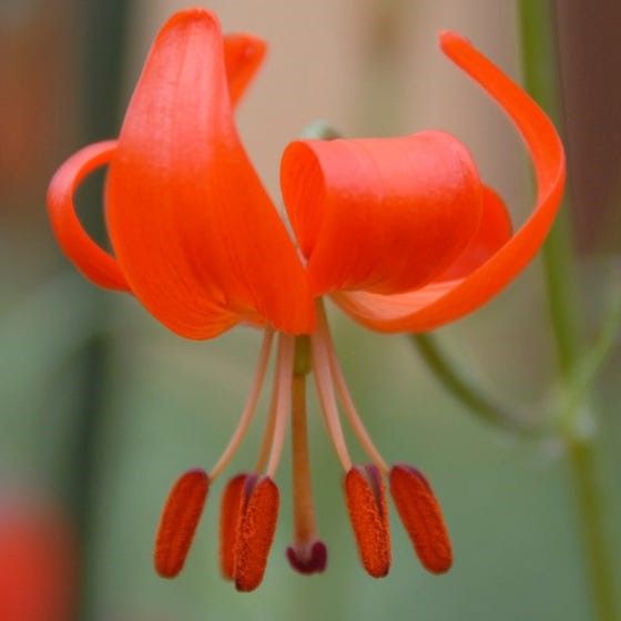 Turk's Cap Lily Bulbs