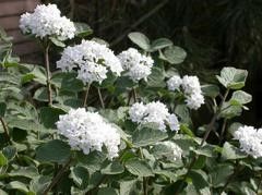 Viburnum Carlesii