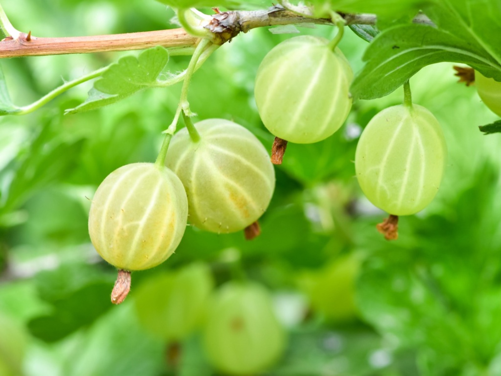 Gooseberry