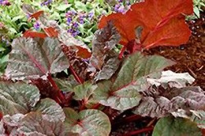 Ace Of Hearts Ornamental Rhubarb