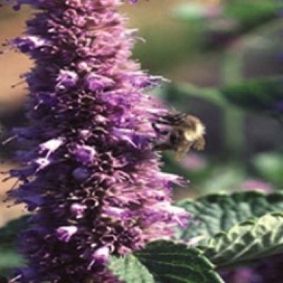 Agastache Rugosa