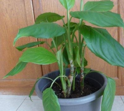 Aglaonema modestum (Chinese Evergreen) – Indoor Plants