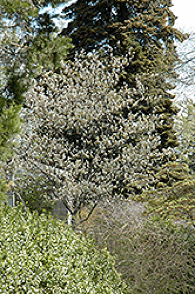 Allegheny Serviceberry