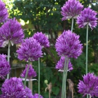 Allium Heldreichii