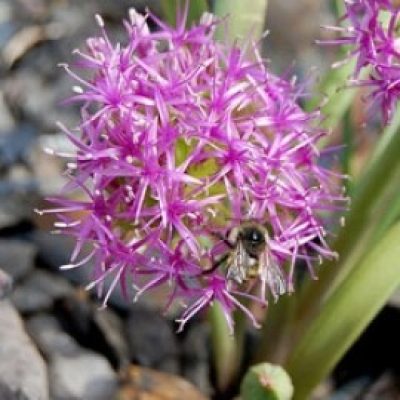 Allium Platycaule
