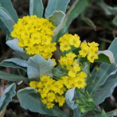 Alyssum Saxatile