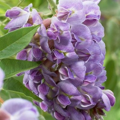 Amethyst Falls Wisteria Vine