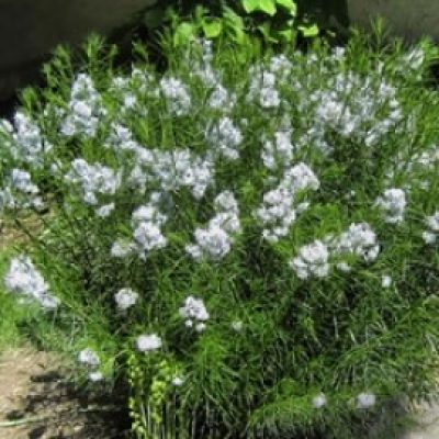 Amsonia Hubrichtii