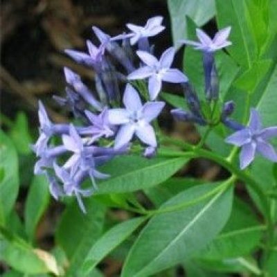 Amsonia Orientalis