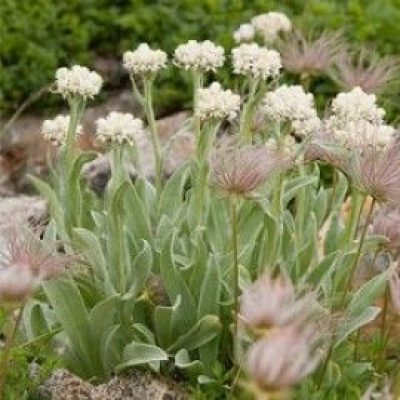 Anaphalis Alpicola