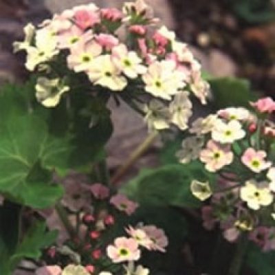 Androsace Mixed Species