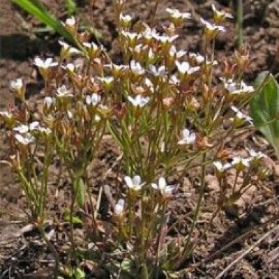 Androsace Septentrionalis