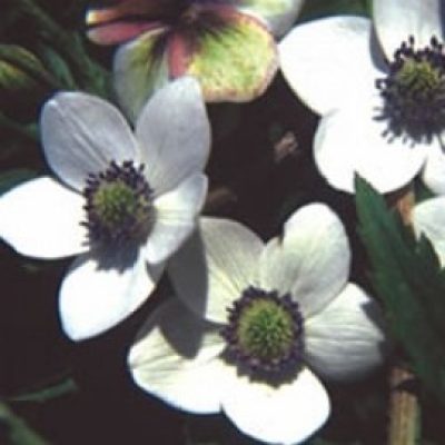 Anemone Rivularis
