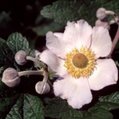 Anemone Tomentosa