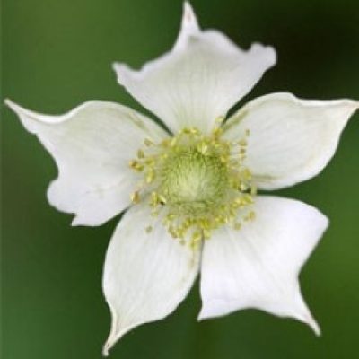 Anemone Virginiana