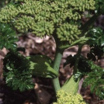 Angelica Pachycarpa