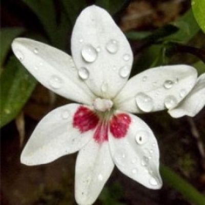 Anomatheca Laxa Joan Evans (Freesia/Lapeirousia)