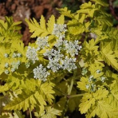 Anthriscus Sylvestris 'Golden Fleece'