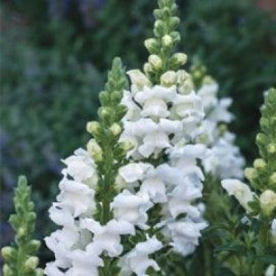 Antirrhinum Majus 'Royal Bride'