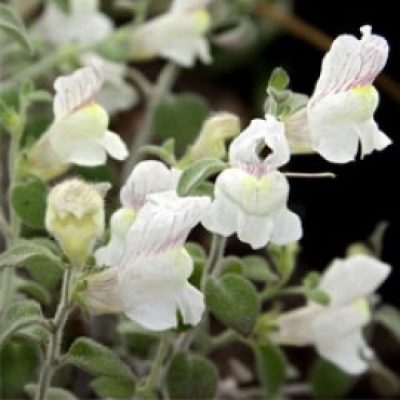 Antirrhinum Molle