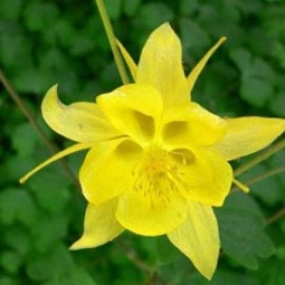 Aquilegia Chrysantha
