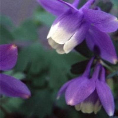 Aquilegia Flabellata Nana Mini Star