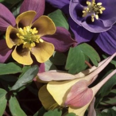 Aquilegia 'Honeydew'