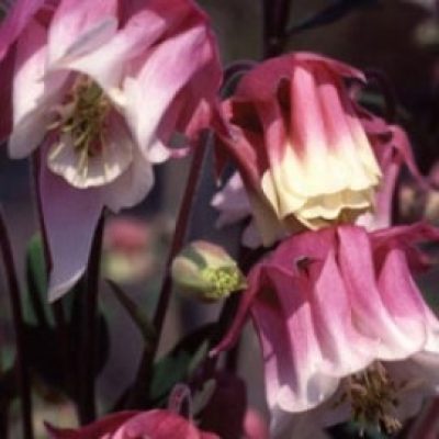 Aquilegia Ice-Cream Mixed