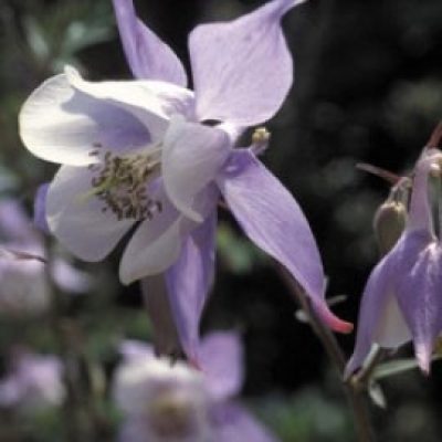 Aquilegia 'Iceberg'