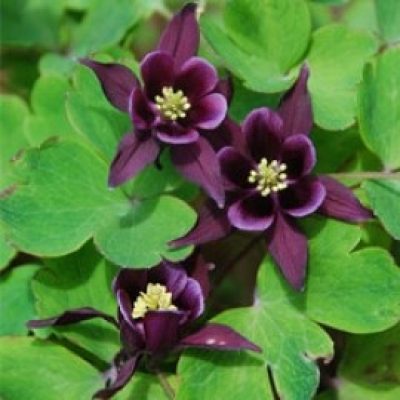 Aquilegia Kurdistanica