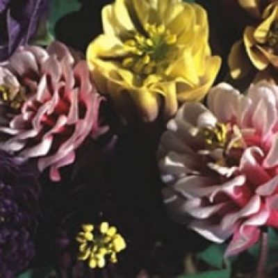 Aquilegia 'Pom-Poms Mixed'