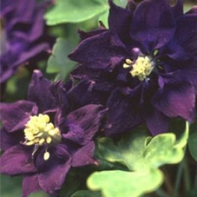 Aquilegia 'Royal Purple'
