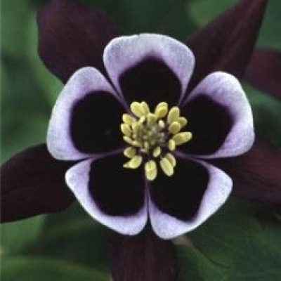 Aquilegia 'William Guiness' (Vulgaris)