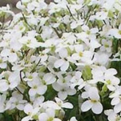 Arabis 'Snowcap'