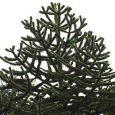 Araucaria Araucana