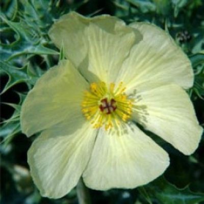 Argemone Ochroleuca