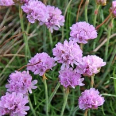 Armeria Maritima