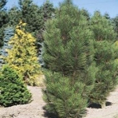 Arnold's Sentinel Columnar Austrian Pine