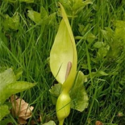 Arum Maculatum
